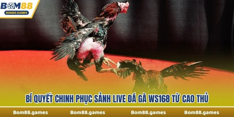 Bí quyết chinh phục sảnh Live Đá Gà WS168 từ cao thủ