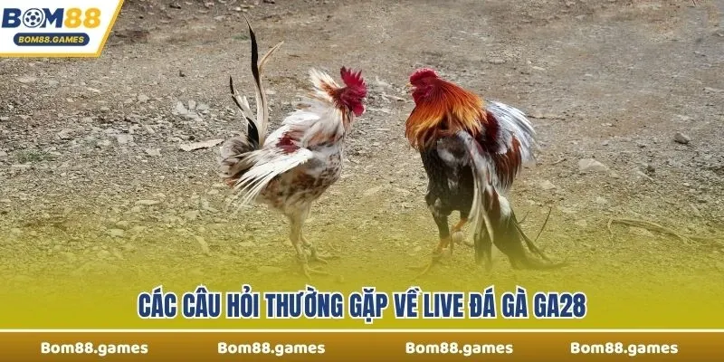 Các câu hỏi thường gặp về Live Đá Gà Ga28