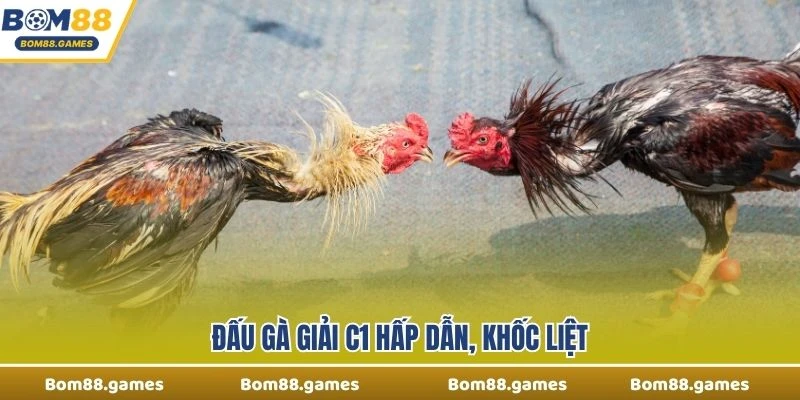 Đấu gà giải C1 hấp dẫn, khốc liệt