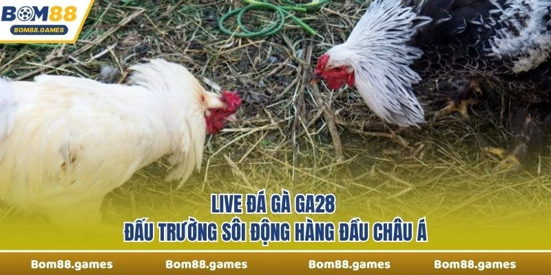 Live Đá Gà Ga28