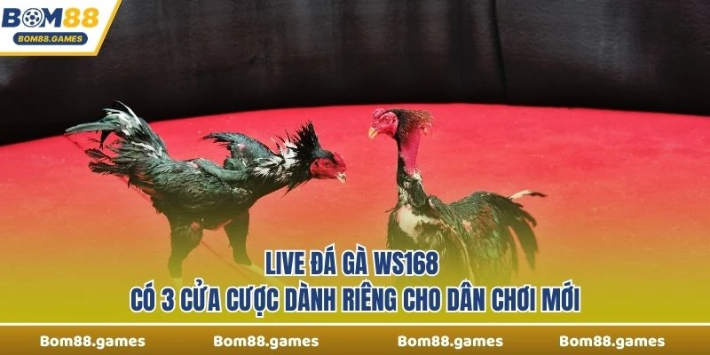 Live Đá Gà WS168 có 3 cửa cược dành riêng cho dân chơi mới