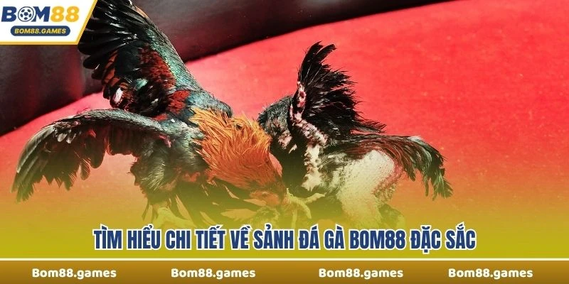 Tìm hiểu chi tiết về sảnh đá gà Bom88 đặc sắc