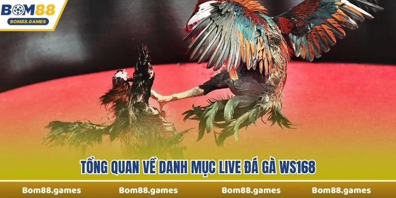 Tổng quan về danh mục Live Đá Gà WS168